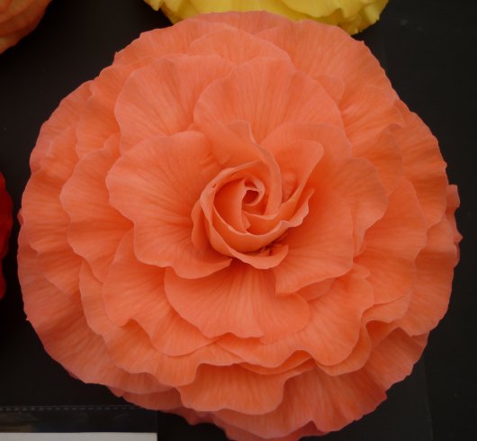 B. ‘Grace Oxley’